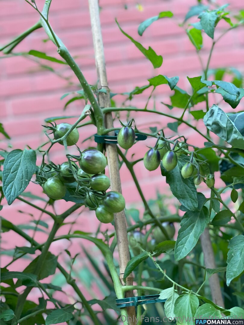 wolfofthewild / wolfofthewildd ヌード OnlyFans  流出写真 #9