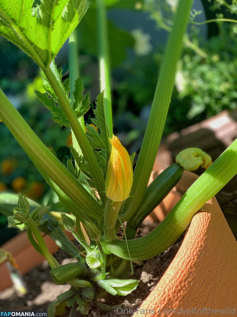 wolfofthewild / wolfofthewildd ヌード OnlyFans  流出写真 #14